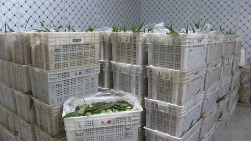 建甌 網(wǎng)紅 玉米按根賣(mài) 農(nóng)戶(hù)增收新渠道